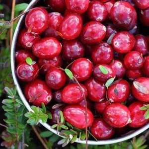 Клюквенный лес [CRANBERRY WOODS] - США