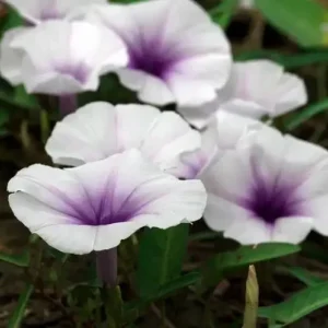 Нектар лунного цветка [MOONFLOWER NECTAR] - США