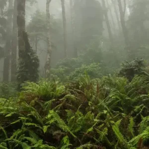 Туман и папоротник [FOG & FERN] - США
