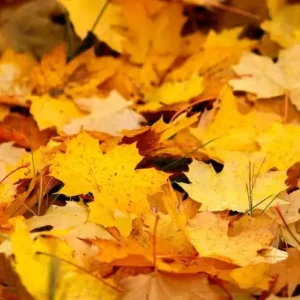 Опавшие листья [FALLEN LEAVES] - США