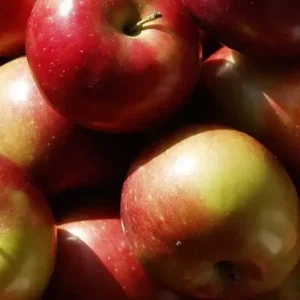 Яблоко макинтош [MACINTOSH APPLE] - США