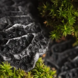 Чёрный коралл и мох [BLACK CORAL & MOSS] - США
