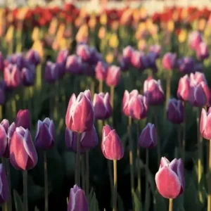 Тюльпановые поля [TULIP FIELDS] - США
