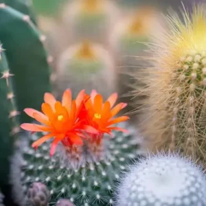 Цветок кактуса и нефрит [CACTUS FLOWER & JADE] - США