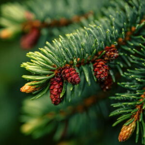 Пихта Фразера [FRASER FIR] - США