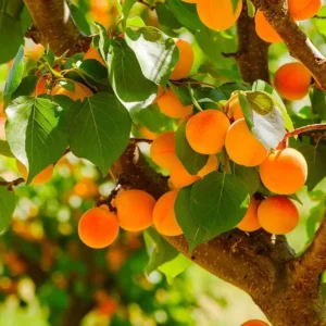 Абрикосовая роща [APRICOT GROVE] - США