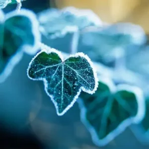 Арктический плющ [ARCTIC IVY] - США