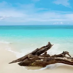 Карибское тиковое дерево [CARIBBEAN TEAKWOOD] - США