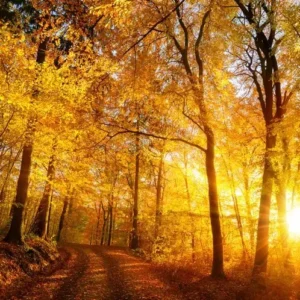 Осеннее сияние [AUTUMN GLOW] - США