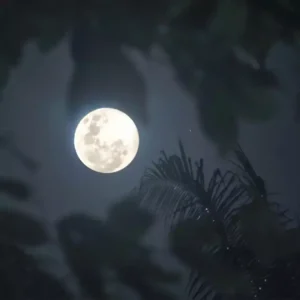 Лунный шелк [MOONLIT SILK] - США