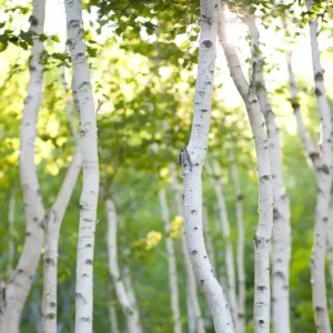 Белая берёза [WHITE BIRCH] - США