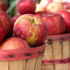 Урожай яблок [APPLE HARVEST] - США