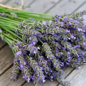 Лаванда [LAVENDER] - США